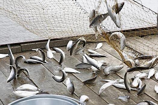 Ключевые задачи рыбохозяйственного комплекса