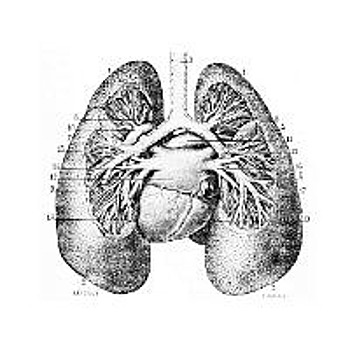 Биологи из России научились находить туберкулез по дыханию человека