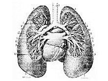 Биологи из России научились находить туберкулез по дыханию человека