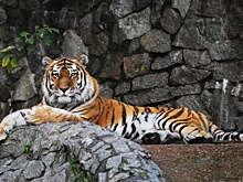 «Огороды» и транзит: как санкции повлияли на Петербургский зоопарк