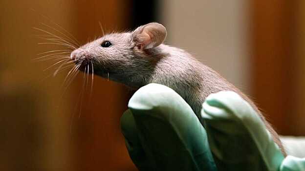 Новый эндоскоп размером с человеческий волос впервые проник в мозг живой мыши