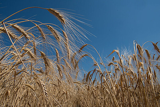 Аграрии СНГ, объединяйтесь: как Казахстан помогает соседям