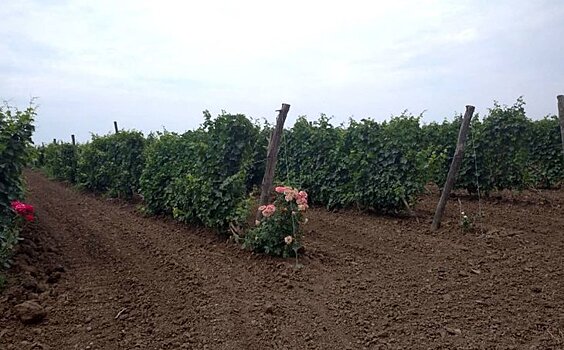 Виноград старше 100 лет нашли в Ростовской области во время поисках автохтонных сортов для будущей селекции