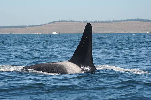 Стала известна причина нападения китов-убийц на суда