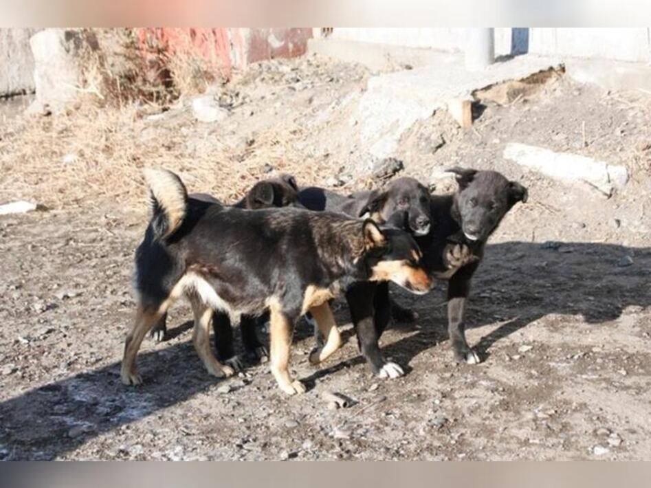 краснокаменск собаку. бродячие собаки краснокаменск. осень краснокаменск суд. отлов собак в забайкалье. бездомные собаки в краснокаменске.