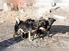 Район в Чите контролирует стая агрессивных псов