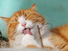 Котов обвинили в нежелании трудиться ради еды