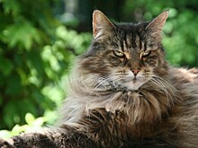 Есть ли породы кошек, появившиеся без вмешательства человека?