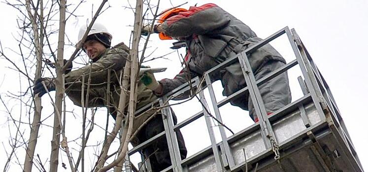 На Тверской улице 19 марта пройдет санитарная обрезка деревьев