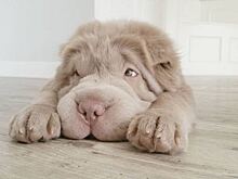 Названы самые милые животные 2015 года