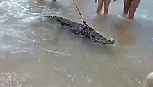 Мужчина выгулял крокодила на поводке на пляже Анапы