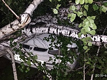Сломанная ветром берёза смяла машину. 3 года назад жильцы отказались её спиливать