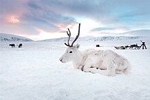 В Норильске презентуют первый VR-фильм о жизни кочевников в Арктике