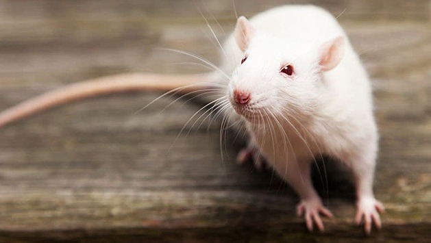 Биологи месяц щекотали крыс ради науки