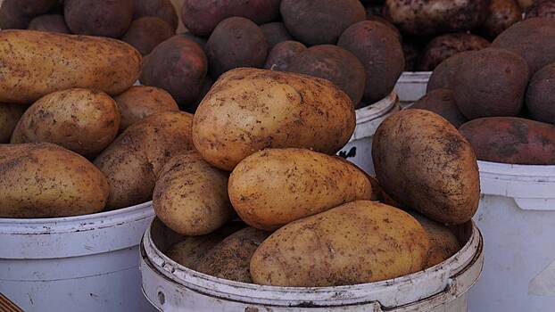 Россиян предупредили, что нашествие саранчи может ударить по продуктовой корзине