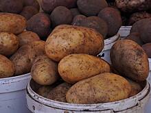 Россиян предупредили, что нашествие саранчи может ударить по продуктовой корзине