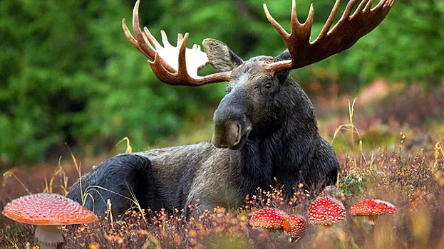 Водителей предупредили о появлении лосей на дорогах Подмосковья
