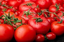 В Челябинскую область из Туркменистана приехала томатная моль