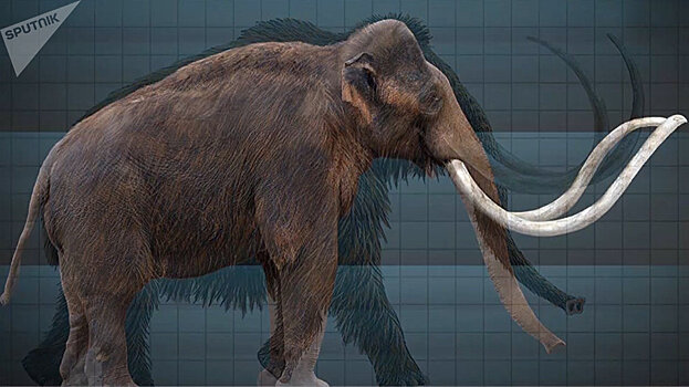 В Армении обнаружены слоны: как выглядит скелет Elefas Armenicus