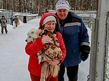Пять бродячих собак забрали домой из приюта новосибирцы