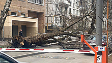 Поваленные деревья и "убежавший туалет": последствия сильного ветра в Москве