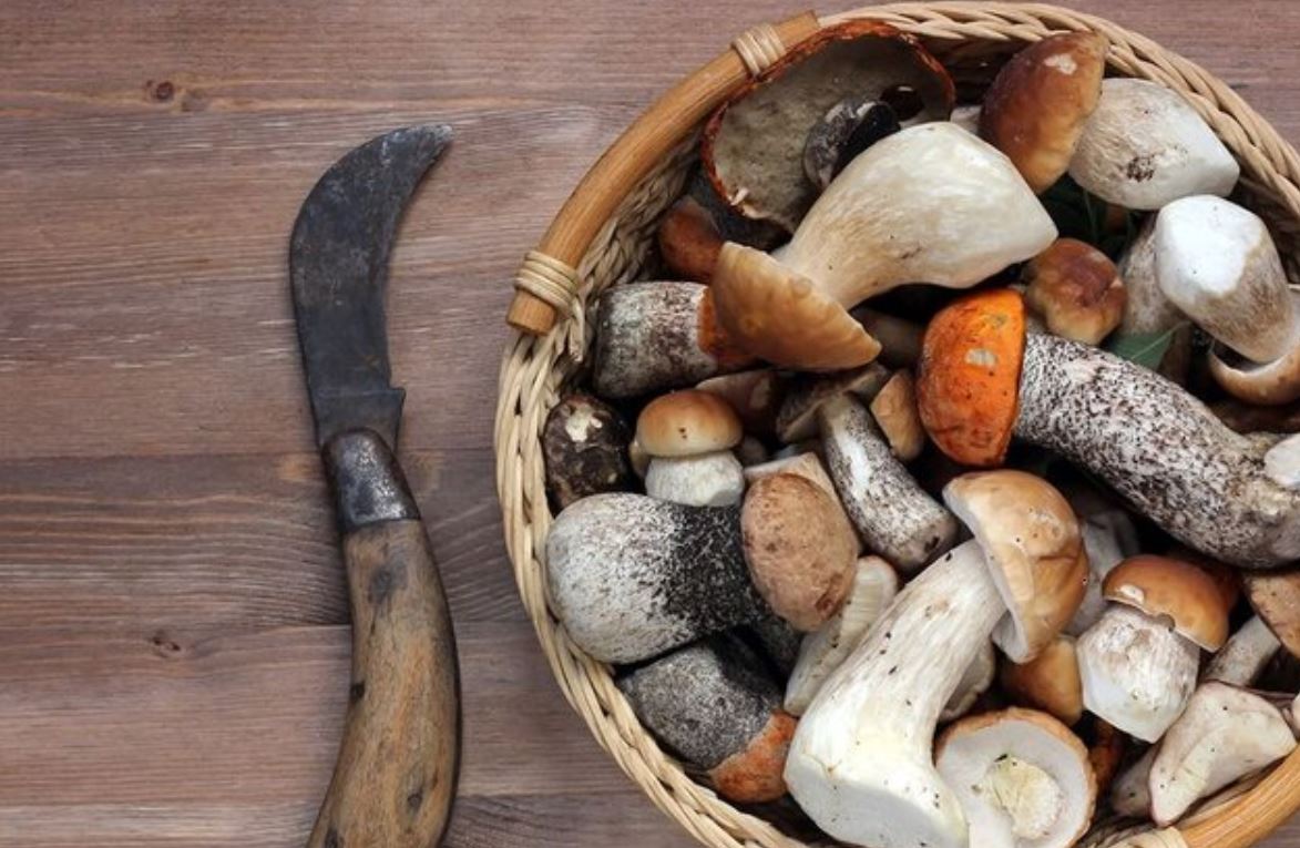 Почему грибы употребляют в пищу. Грибы на продуктах. Свежие грибы. Аппетитные грибы фото. Грибы едят пластик.
