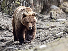 Медведь напал на человека в Смоленской области