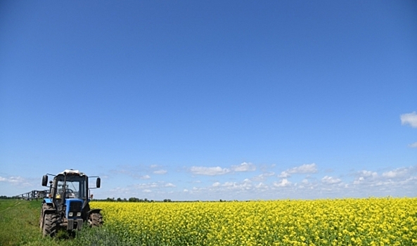 Аграрии Волгоградской области собрали 82 тысячи тонн горчицы