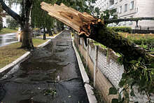 В Москве из-за сильного ветра деревья повредили более 60 автомобилей