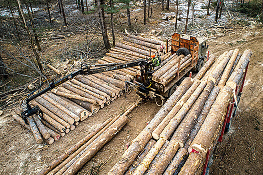 Счетная палата нашла грубые нарушения в восстановлении лесов