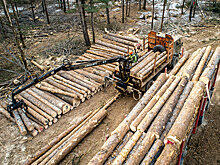 Счетная палата нашла грубые нарушения в восстановлении лесов