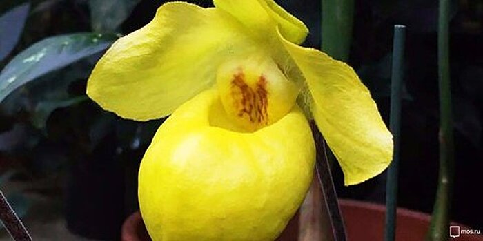 Абрикосовая орхидея расцвела в "Аптекарском огороде"