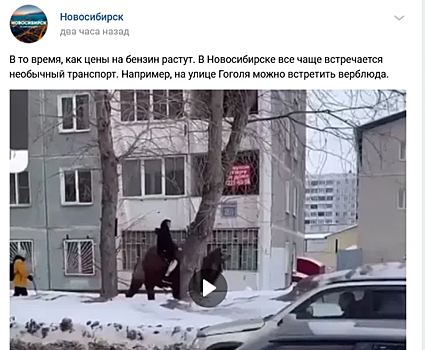 «Цены на бензин растут»: в Новосибирске замечен человек верхом на верблюде