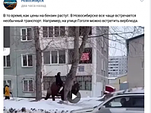 «Цены на бензин растут»: в Новосибирске замечен человек верхом на верблюде