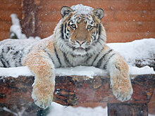 Мариупольский тигр Зевс скончался в Ленинградском зоопарке