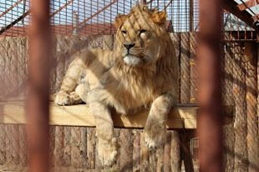 Весна в пермском зоопарке: беби-бум, новые питомцы и операция льву
