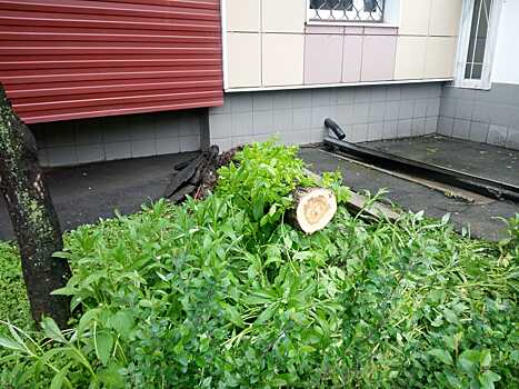 Поваленные ураганом деревья в Марьиной роще вывезли, кровли починили - первый замглавы управы