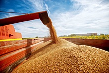 Мировые цены на зерновом рынке показывают волатильность