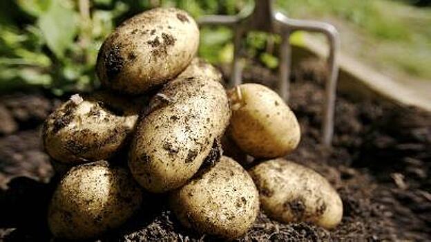 Учёные Красноярского университета вывели сибирский сорт картофеля
