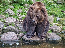 Бурый медведь пришел на камчатский рынок