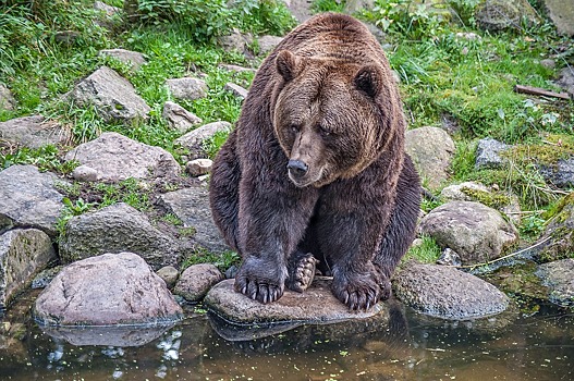 Бурый медведь пришел на камчатский рынок