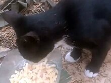 О жизни кота Василия в окопах на Херсонском направлении рассказали общественники Удмуртии