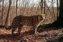 И енот под вопросом: в Уссурийске леопард напал на ребенка