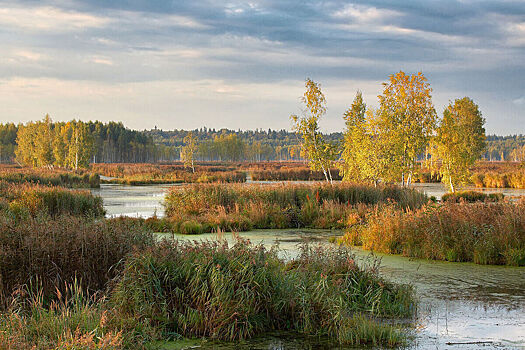 Короедов в Лосином острове начали приманивать феромонами