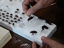 Вот паразиты: список вредителей в Абхазии пополнился