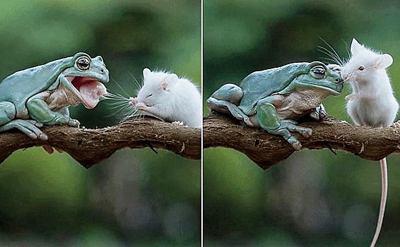 Фотограф - «лягушатник» запечатлел противостояние жабы и мыши