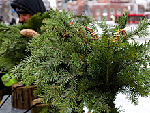 Роспотребнадзор развеял миф о клещах в новогодних елках