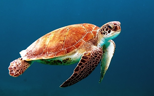 морская черепаха