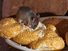 Врачи предлагают использовать клей, чтобы не заболеть мышиной лихорадкой