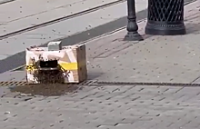 Коробку с пчелами выбросили на улице Рождественская